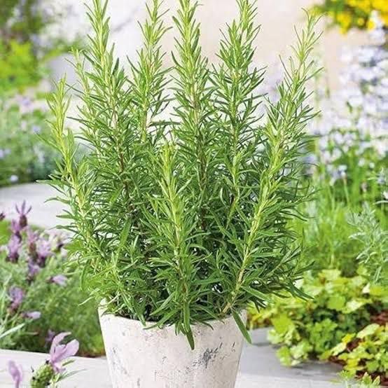LIVE ROSEMARY PLANT MEDICINAL AND HERBAL USES FOR HAIR GROWTH SALVIA ROSMARINUS ROSEMARY FOOD AND SALAD PLANT FOR HOME GARDEN AND KITCHEWN WITH POT