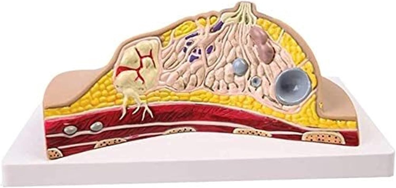 Human Organ Female Breast CrossSection Anatomical Model Study