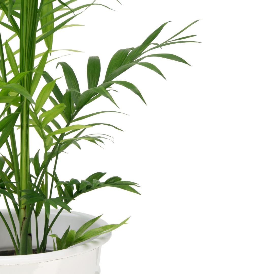 Phoenix Palmae Plante Ornementale