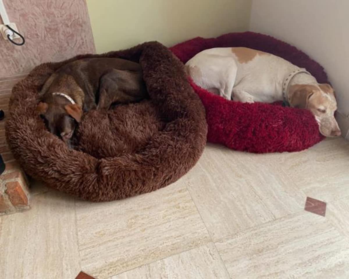 Rundes Donut-Hundebett Aus Plüsch - Selbstwärmend, Waschbar, Beige, Für Hunde & Katzen