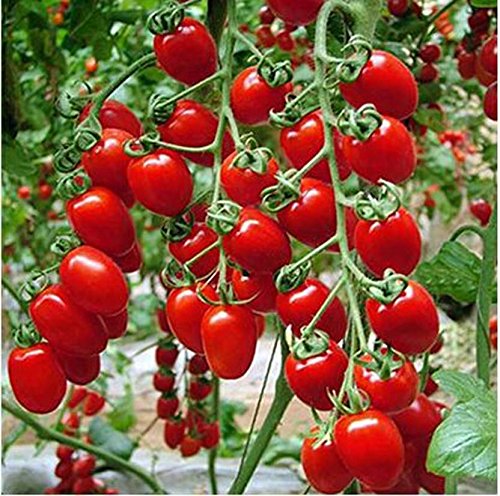 Creative Farmer Vegetable Seeds Hybrid Cherry Tomato Seeds - Cherry Tomato ?Seeds Exotic Vegetables Seeds All Season Home Garden Seeds (B07N4C3LGF) Amazon Price History, Amazon Price Tracker