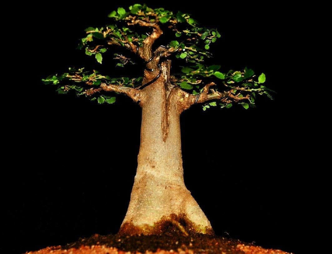 5 Semi di Baobab