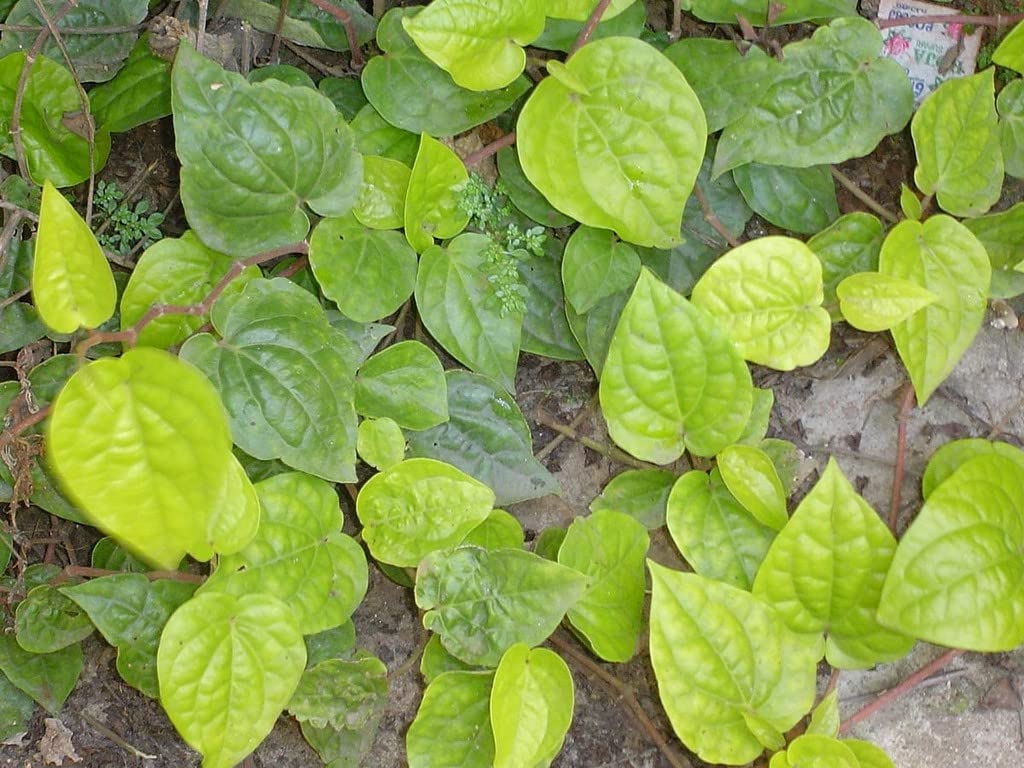 Creative Farmer Vettila/Betel (Piper Betle) Leaf (Magai Paan) Live Plant Betle) Healthy 3 Month Mature Sapling (Healthy Live Plant) (B09SCRY7KJ) Amazon Price History, Amazon Price Tracker