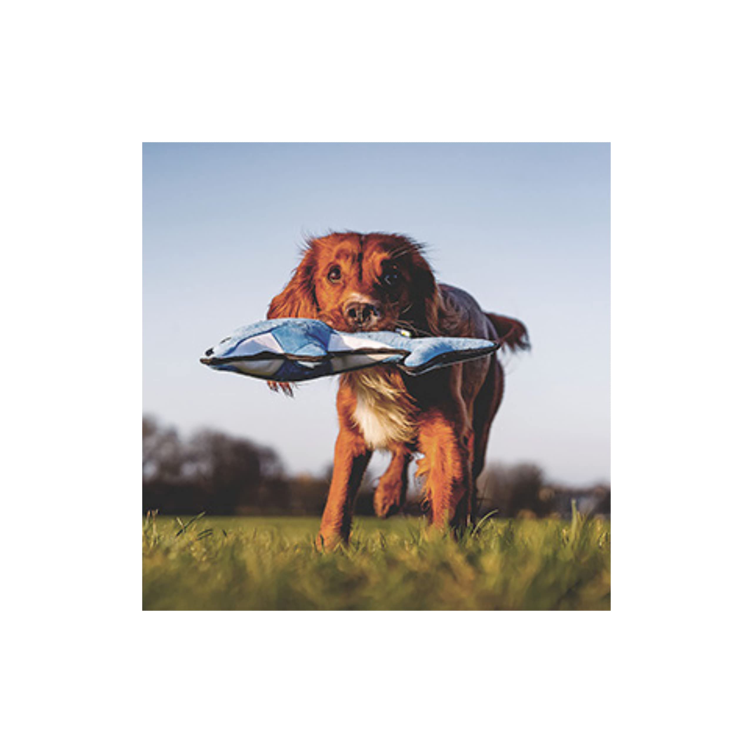 Beco Jouet pour Chien en Forme de Dauphin recyclé Rugueux et résistant | Cadeaux pour Chiens | Jouets de Noël pour Chien | Cadeaux pour Chiens