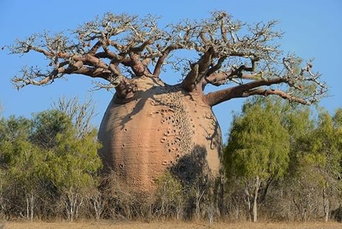 5 Seeds Baobab Seeds Adansonia digitata Tree of Life |