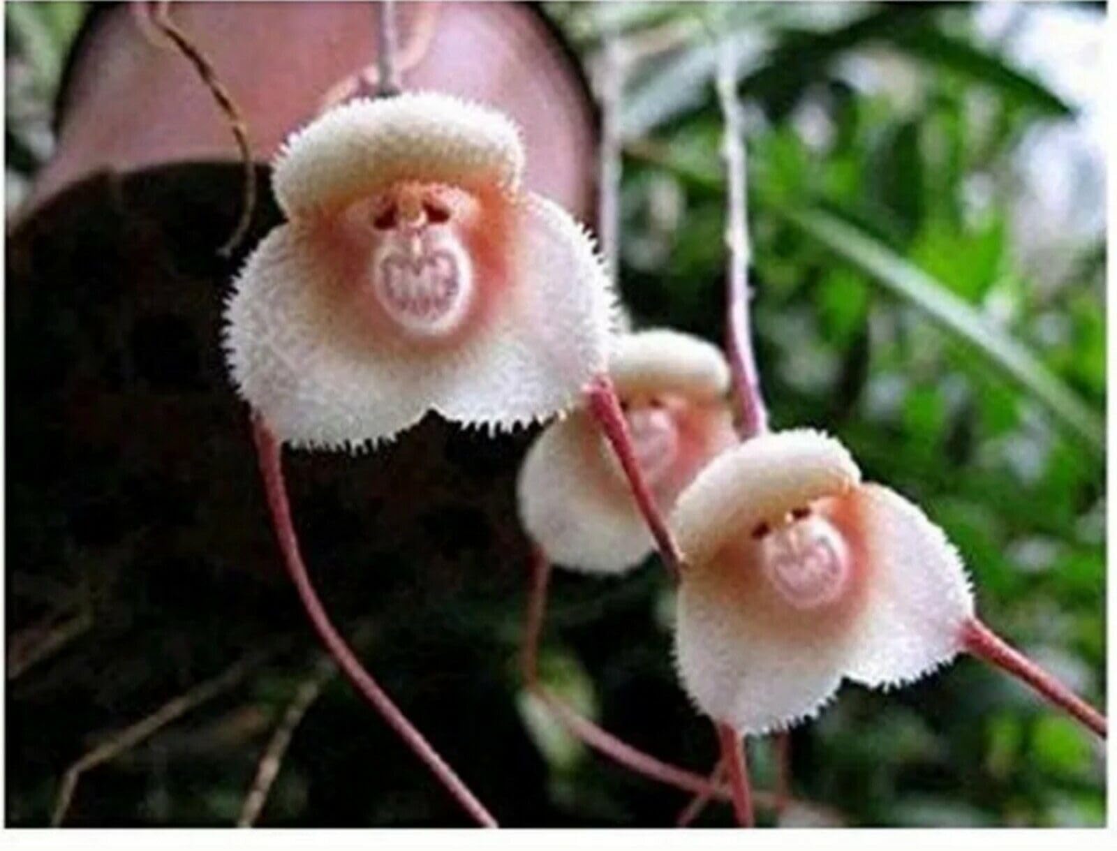 Buy4seeds 12Pcs Monkey Face Orchid Seeds Bonsai Flowers Garden Easy for Grow Garden