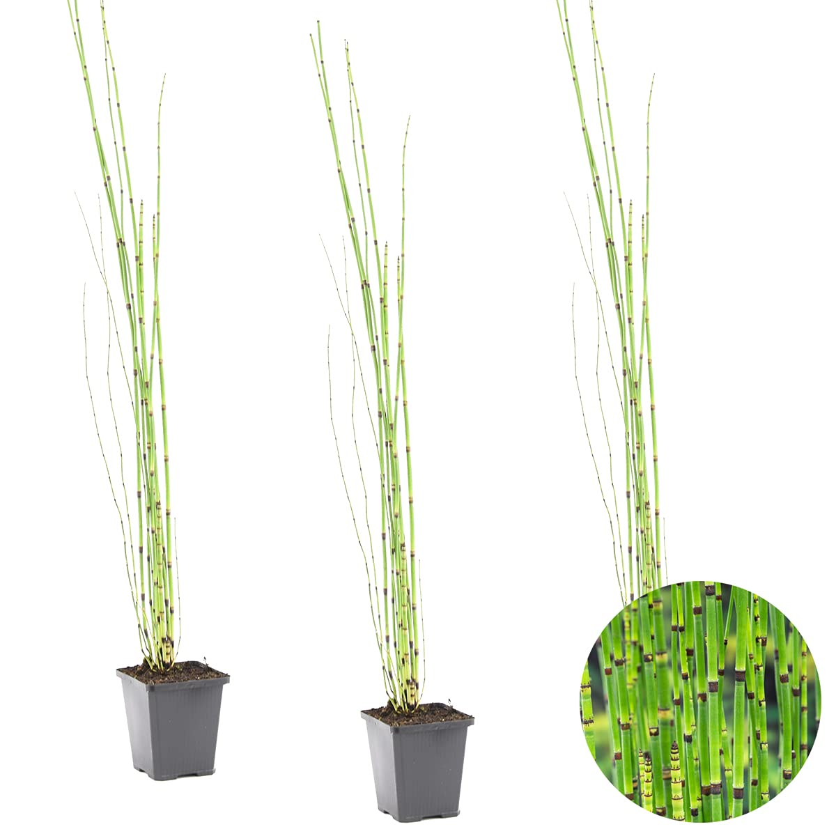Bloomique - Set de 3 - Equisetum japonicum - Cola de caballo japonesa - Plantas de estanque - Acuáticas - Resistente al frío - Altura 20-30 cm - Maceta 9 cm