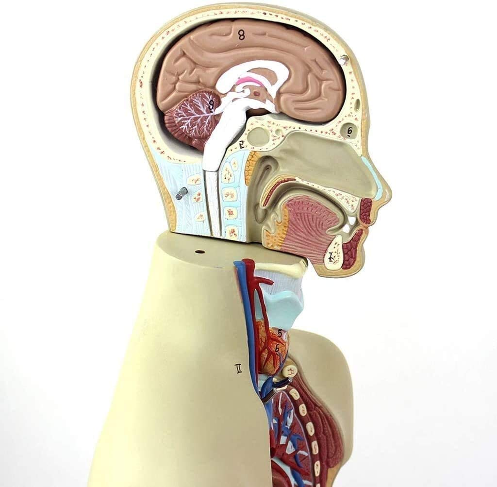 Torso Modelo Anatómico Desmontable del Cuerpo 12 Piezas De PVC De Equipos Médicos para Los Órganos Anatómicos, Kits De La Ciencia, Los Suministros De Laboratorio 43Cm