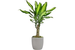 Live Dumb Cane Plant: Sunrise Corn Plant Dracaena for Indoor Decor