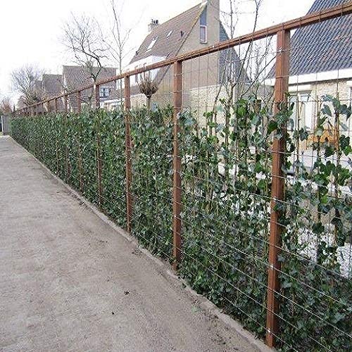 30 x Efeu 75-100 cm (Hedera Hibernica) - 30 Immergrüne Kletterpflanzen
