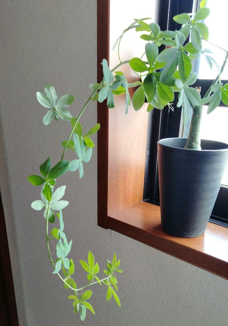Amazon.co.jp: アデニア グラウカ 塊根植物 名札付き ホビー