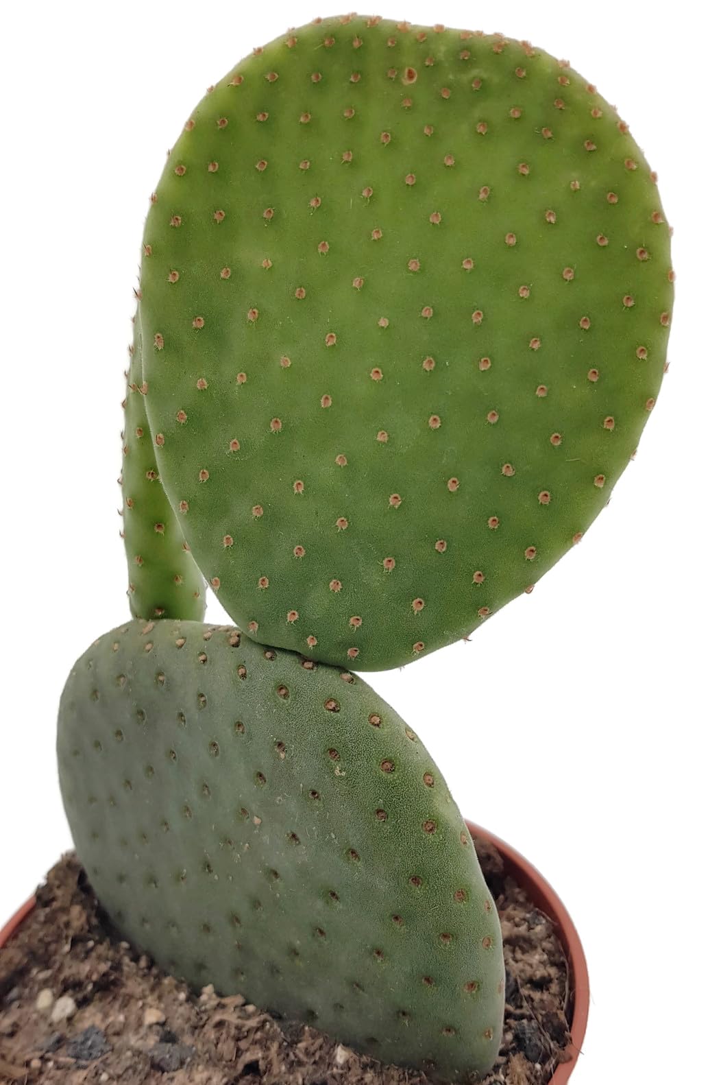 Fangblatt - Opuntia microdasys inermis - exotischer Hasenohr-Kaktus OHNE  Dornen - pflegeleichte Zimmerpflanze : Amazon.de: Garten
