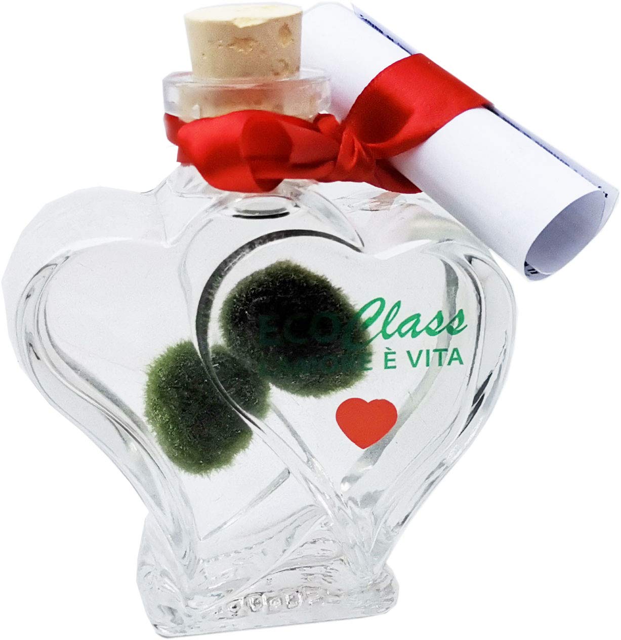 Marimo inseparable in double heart 200ml - Love plant