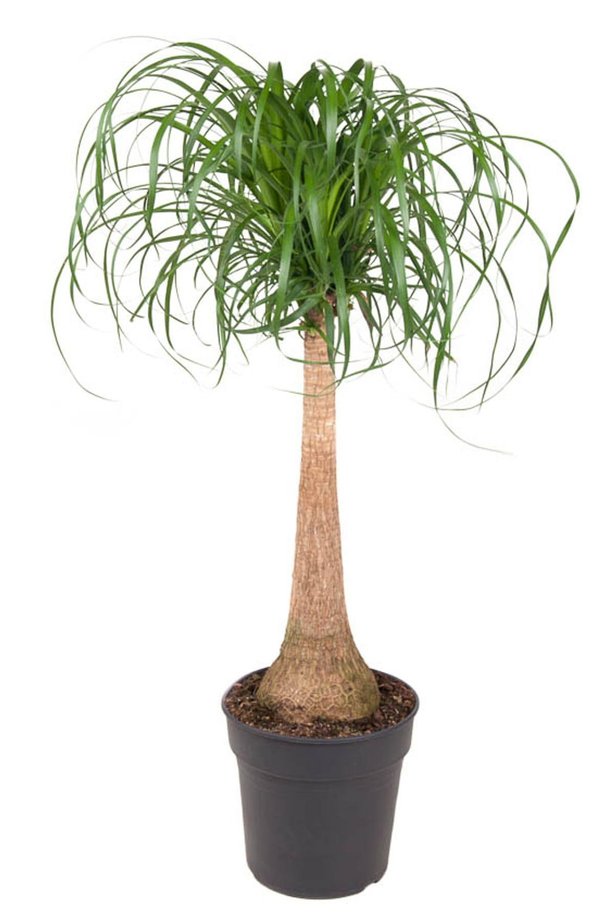 Elefantenfu (Beaucarnea recurvata) mit bertopf - Hhe: 120 cm - von  Botanicly : Amazon.de: Garten