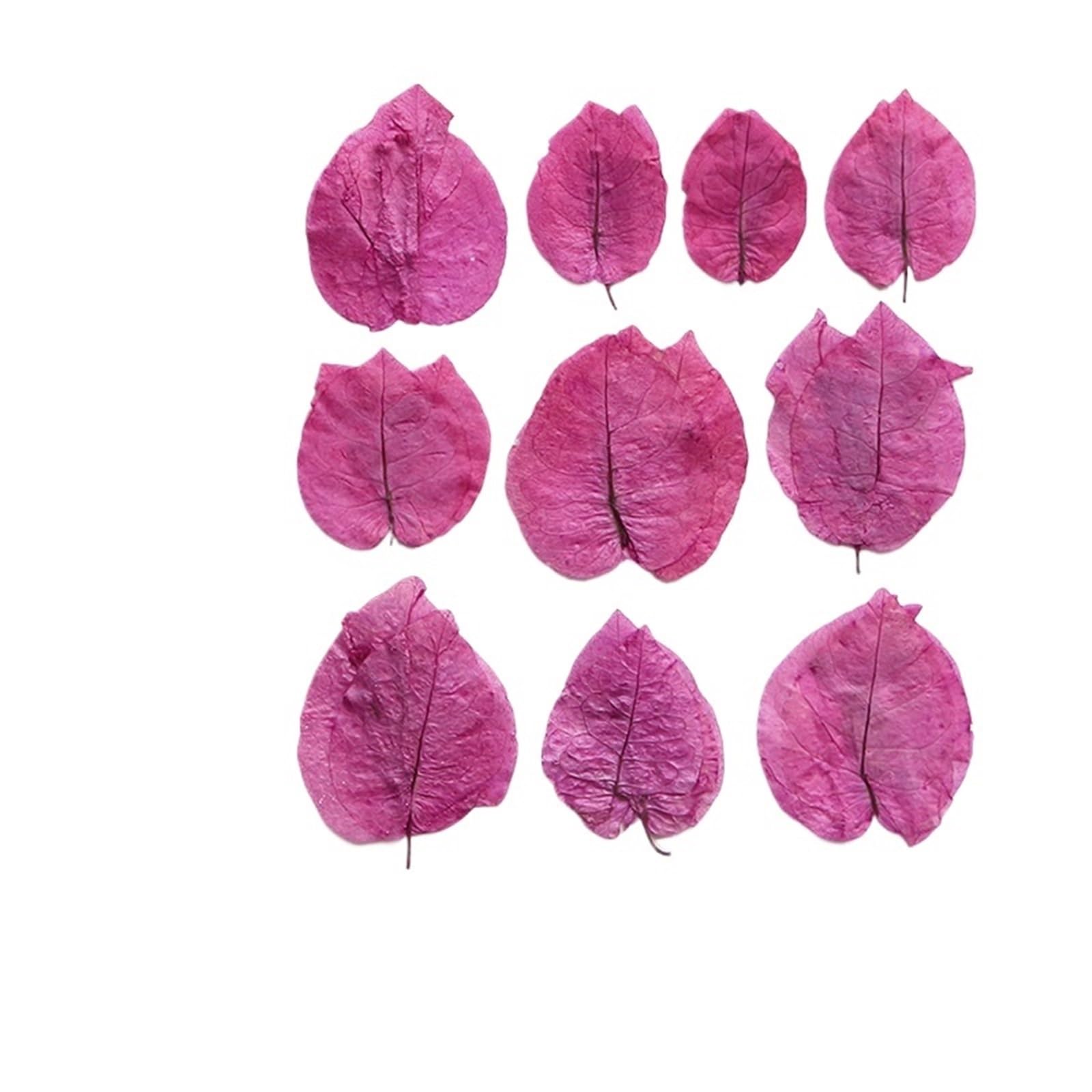 Fiori secchi pressati, Fiori Pressati Secchi 3-8.5 cm/24 pz, Natura Pressato Petali di Prugna, Fai da Te Goccia di Gomma Gioielli Pianta Materiale Decorativo Pittura di Fiori(Dyed Rose Red)