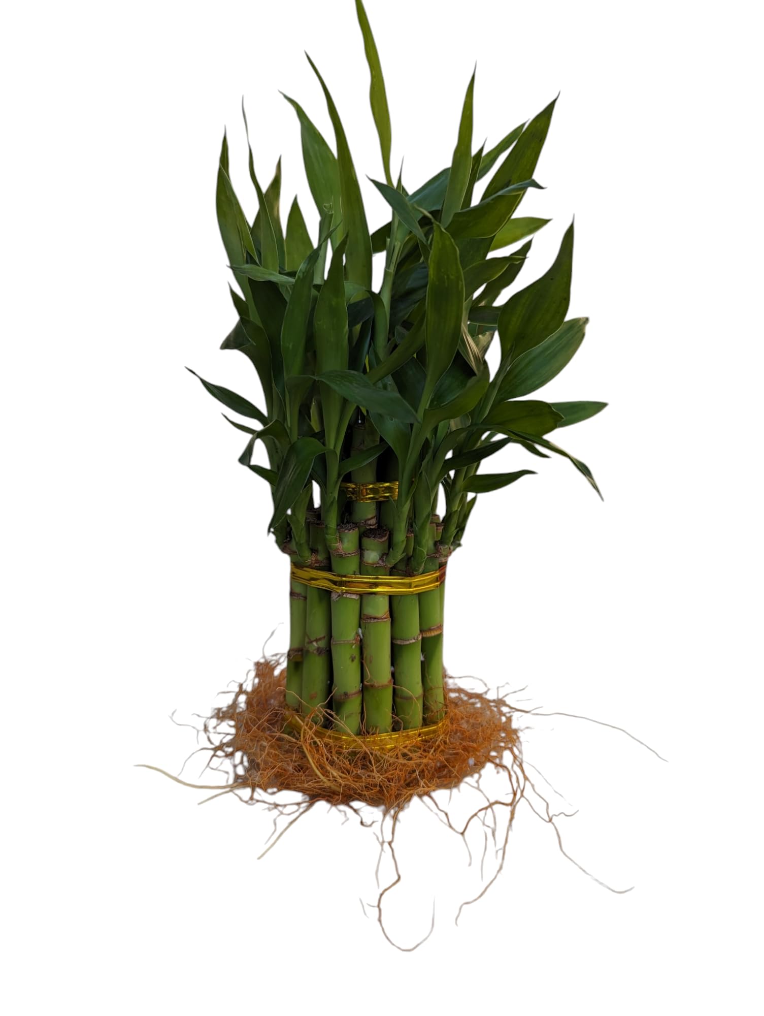 buy monstera plants Monstera Deliciosa XXL
