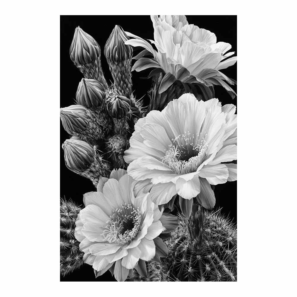 HOQIU Grey Wall Art Monochrome Cactus Bloomss prints for walls, canvas wall art, for Living Room Bedroom Bathroom Home Office Wall Decoration(Multicolor)-80x120cm Unframed