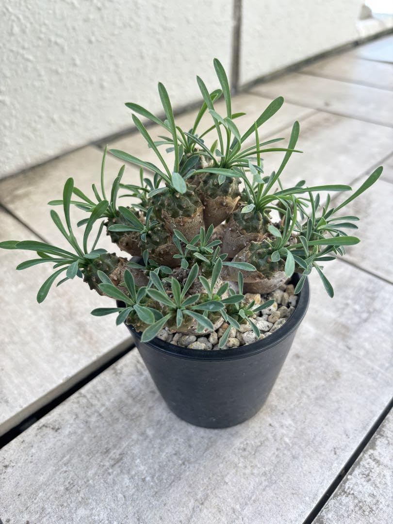 Amazon.co.jp: ユーフォルビア 峨眉山 群生 ガビザン 多肉植物