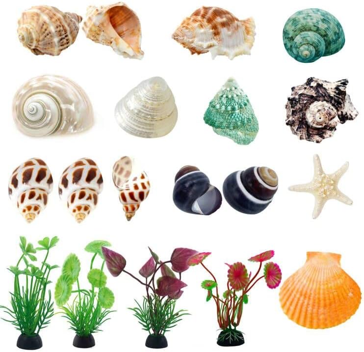 Hermit Crab Shells Small to Medium 1/2-3/4 Inches Assorted Opening Sizes Natural Turbo Shells No Painted Snail Seashells 11pcs with…