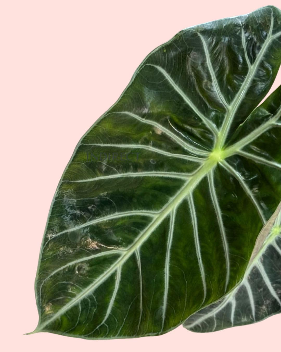 PUR PLANT Alocasia Pink Dragon | Planta Natural Tropical De Interior Resistente | Tallo Rosa y Hojas Verdes Con Nervaduras Plateadas | Elegante, Exótica y Purificadora | Maceta De Ø12 cm