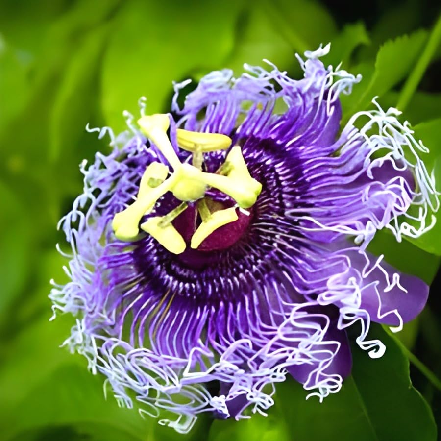See full amazon price history chart for SEILOZBUNIA FARM -Natural 1 Helthy Rakhi Bel Live "Passion Flower "Plant (krisna kamal) || For Home Garden Flower Outdoor & Indoor plant. SEILOZBUNIA FARM -Natural 1 Helthy Rakhi Bel Live "Passion Flower "Plant (krisna kamal) || For Home Garden Flower Outdoor & Indoor plant. (B0D257NYPX) Amazon Price History, Amazon Price Tracker