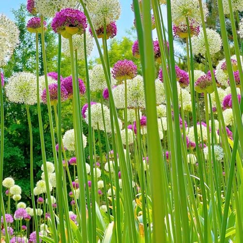 bulbos de allium, cebolla ornamental - cubierta resistente allium giganteum para exterior Decoración 10pcs