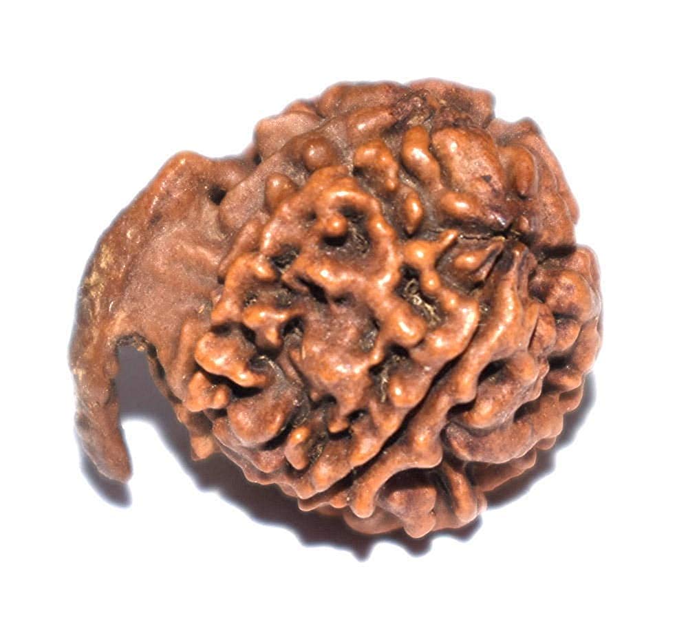 5 Mukhi Ganesh JI Nepali Rudraksha Bead Original & Certified Rudraksh for Men and Women By REBUY