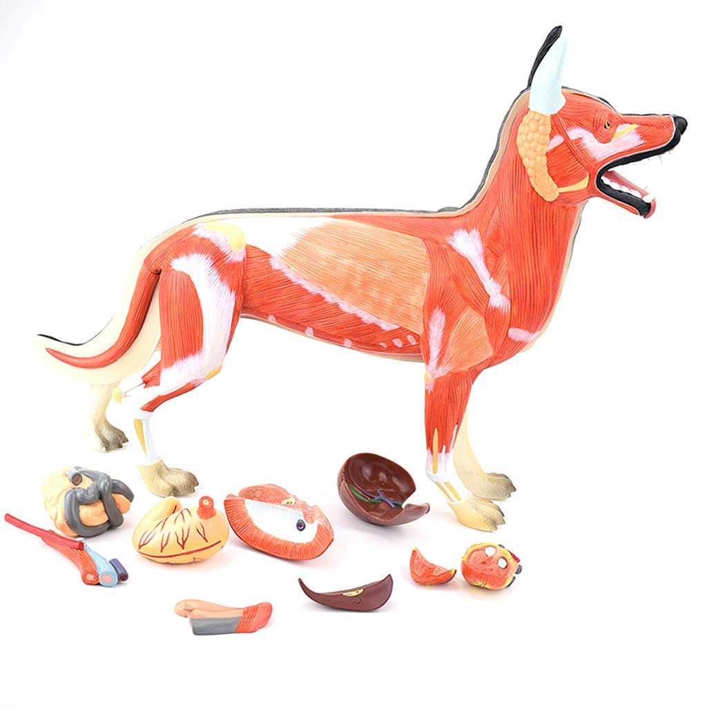 Modelo de Perro - Modelo anatómico de Tejido Muscular y de órganos caninos - para demostración didáctica en Animales o clínica Veterinaria. Material Veterinario Pastoral y Educativo para esc