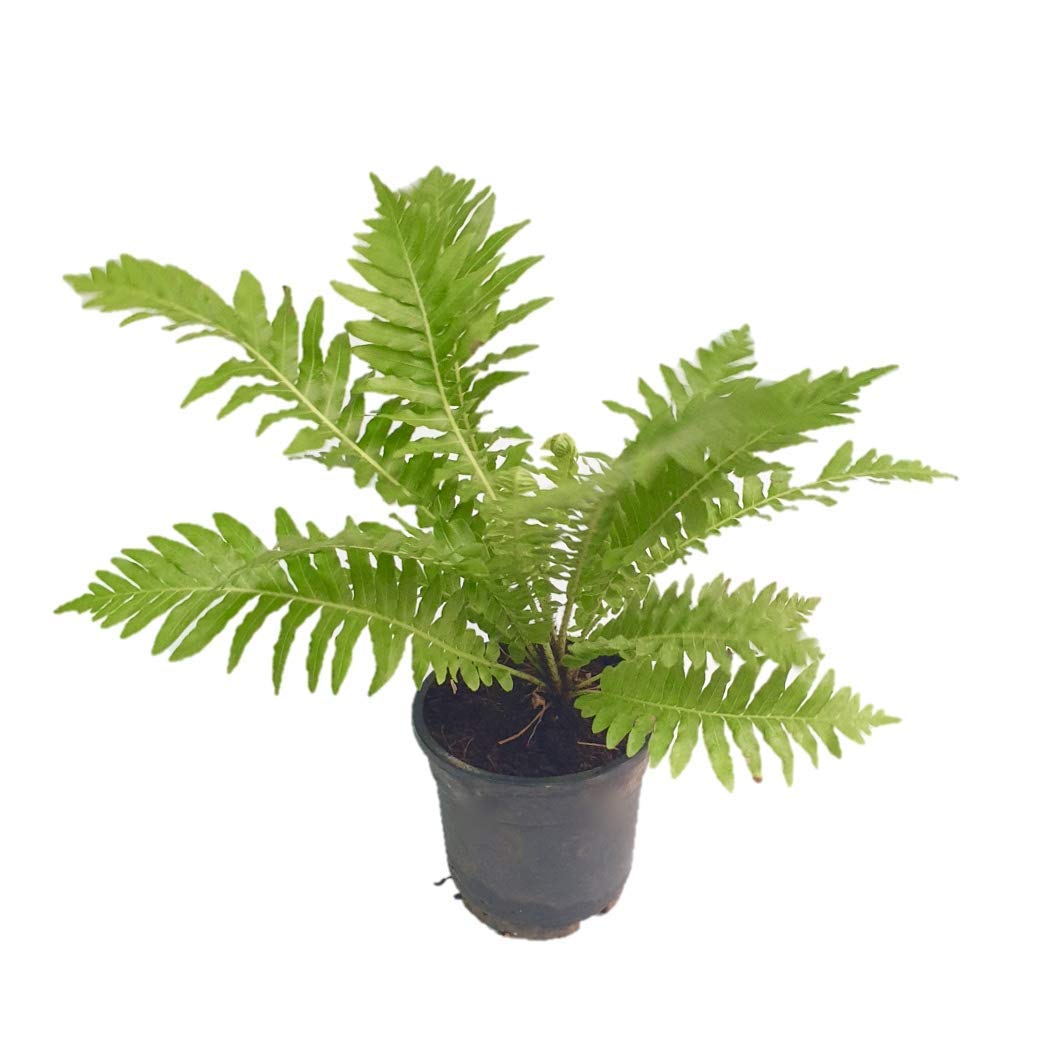 See full amazon price history chart for UGANIO PLANT Silver Lady Tree Fern Plant (Pot Included) UGANIO PLANT Silver Lady Tree Fern Plant (Pot Included) (B08H4KQ294) Amazon Price History, Amazon Price Tracker