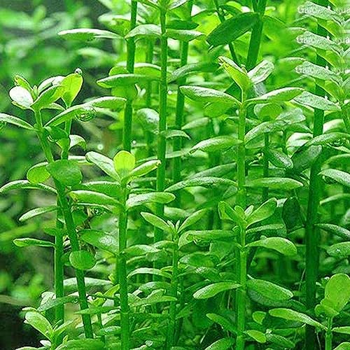 50pcs graines de plantes d'aquarium eau herbe tortue décoration de réservoir de poissons pour la plantation de jardin