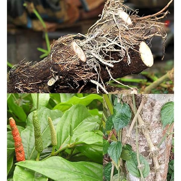 Image of Chui Jhal (Piper Chaba) Plant - Fresh & Vigorous Choi Jhal Pepper Tree inch,CF SG01