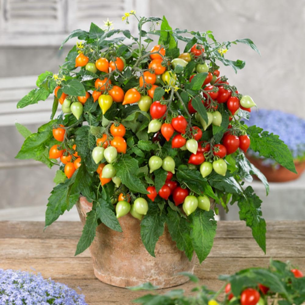 Tomato ‘Sunny Drops Duo’ 2 x 9cm Pots Plant – Compact Bush Cherry Tomato – Red & Orange Teardrop Fruits – Ideal for Containers, Patios & Balconies by Thompson & Morgan
