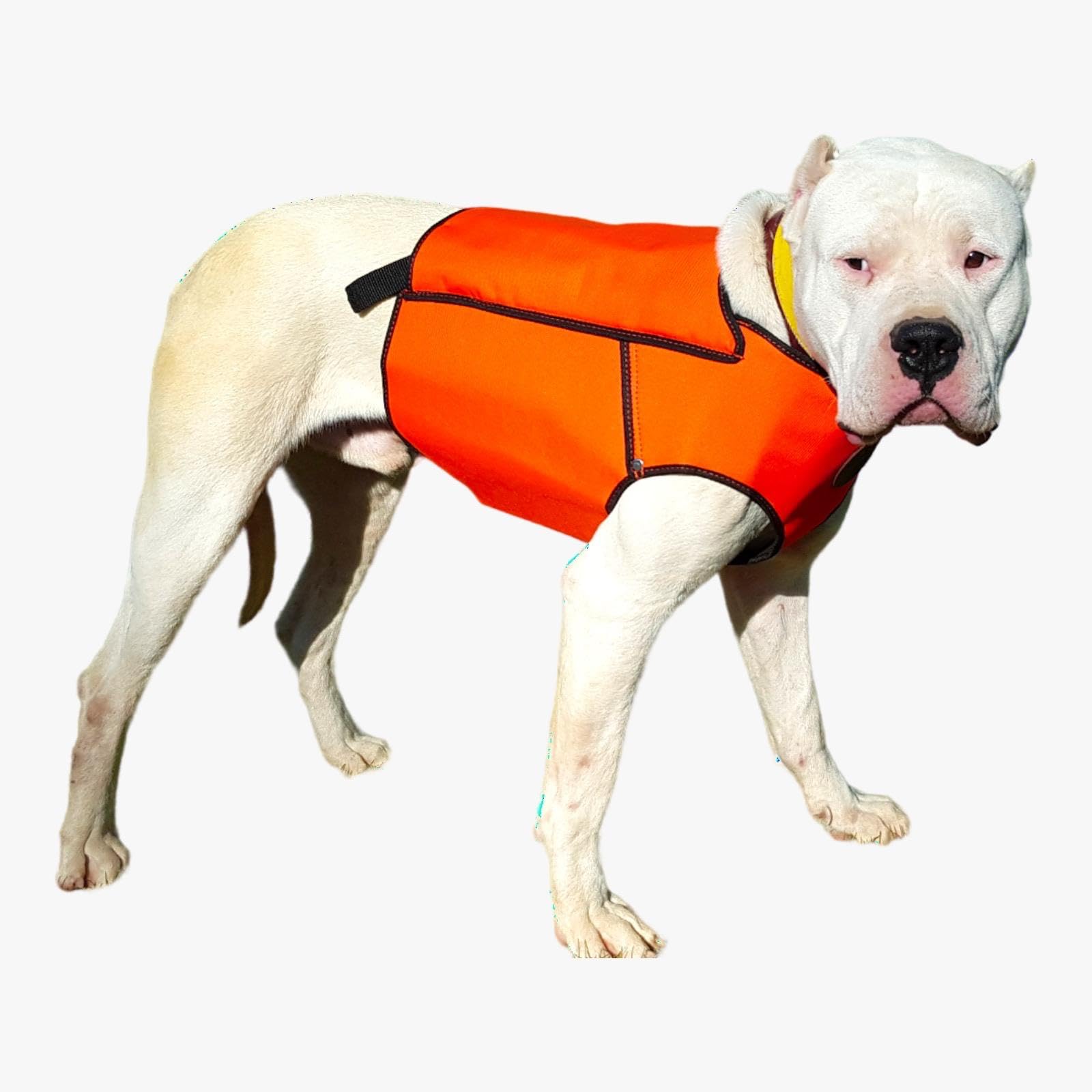 Chaleco con Velcro protección para Perro de Caza jabalí, Collar de protección para Perros Cazadores, arnes para Perros Grandes Tallas S-XXL, Color Naranja (L)