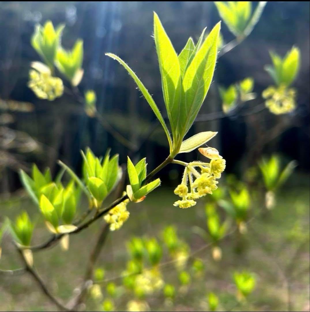 3545 農薬不使用 イチジク 20バナーネ取り木苗 園芸ネット本店 3545 農薬不使用 イチジク 20バナーネ取り木苗 園芸ネット本店