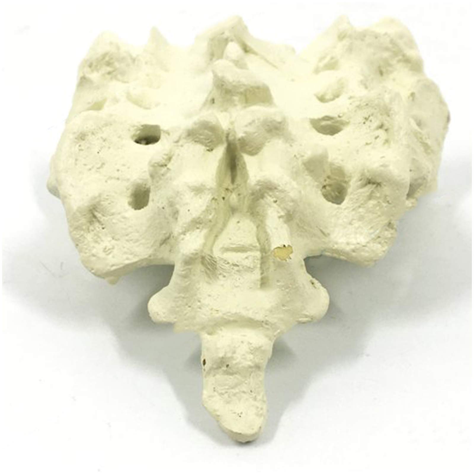 Sjdopulse A Educational Model Femur Bone Model - Rtificial Cortical Bone Cancellous Sacrum Model - High Simulation Human Bone Model - For Medical Teaching Research (A)
