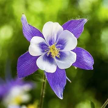 2800 Blue Dream Columbine Seeds - A Favorite Perennial Wildflower and State Flower of Colorado