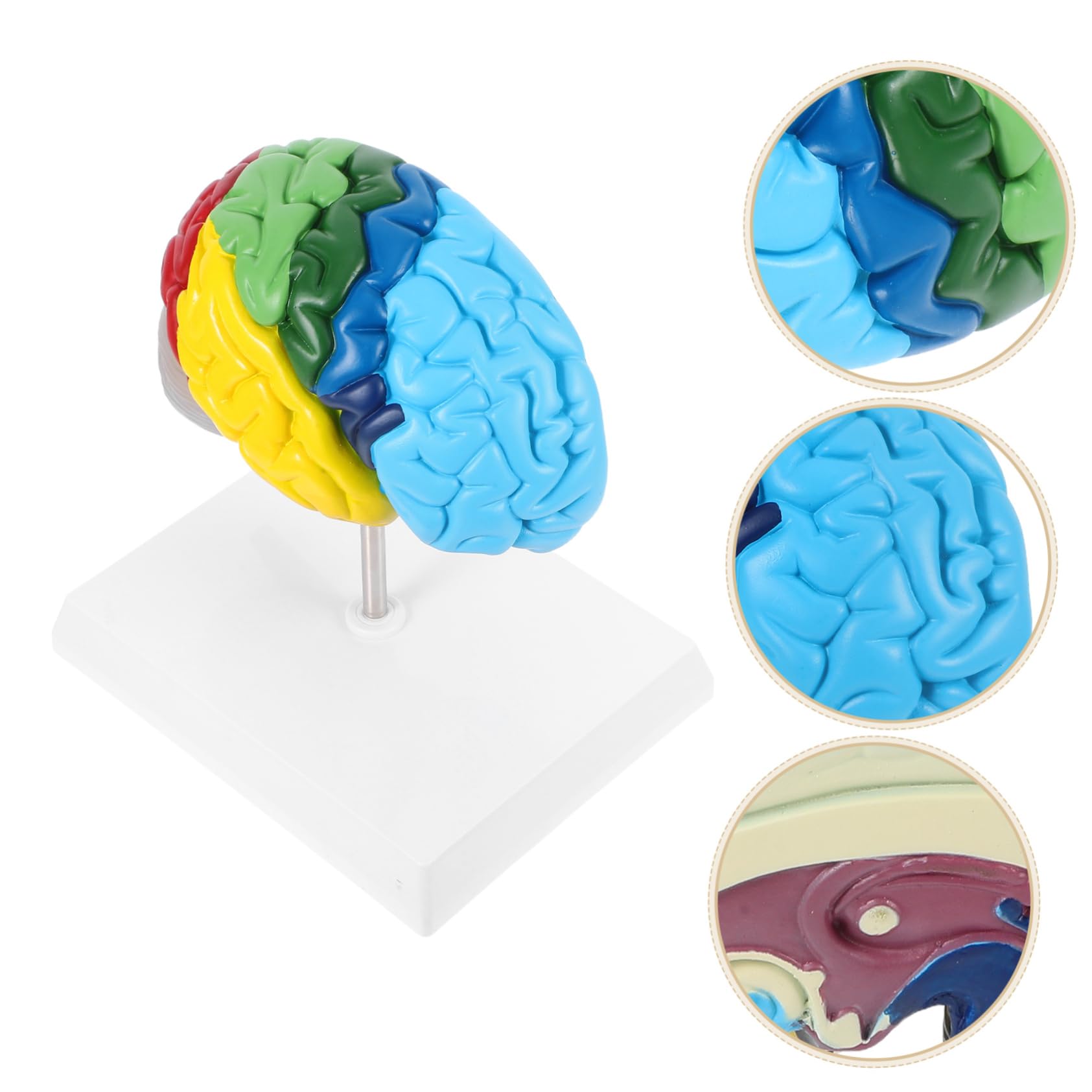 Alipis Modello di visualizzazione anatomica del cervello Modello anatomico Modello anatomico umano Modello anatomico Fisiologia del cervello Modello Scienza Strumento didattico Strumento di