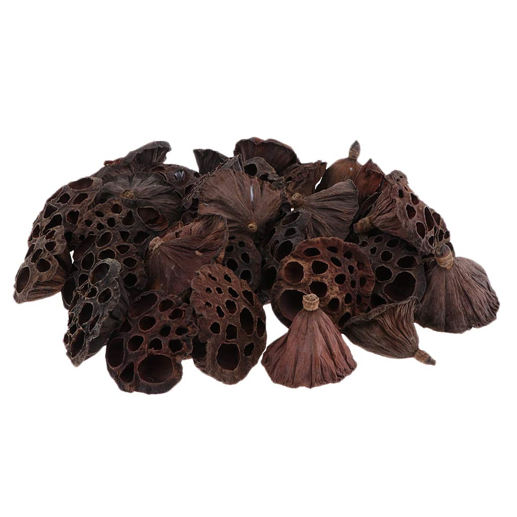 F Fityle 90pcs Fleurs de Lotus Séchées Naturelles pour L'artisanat de Décor Floral de Bricolage