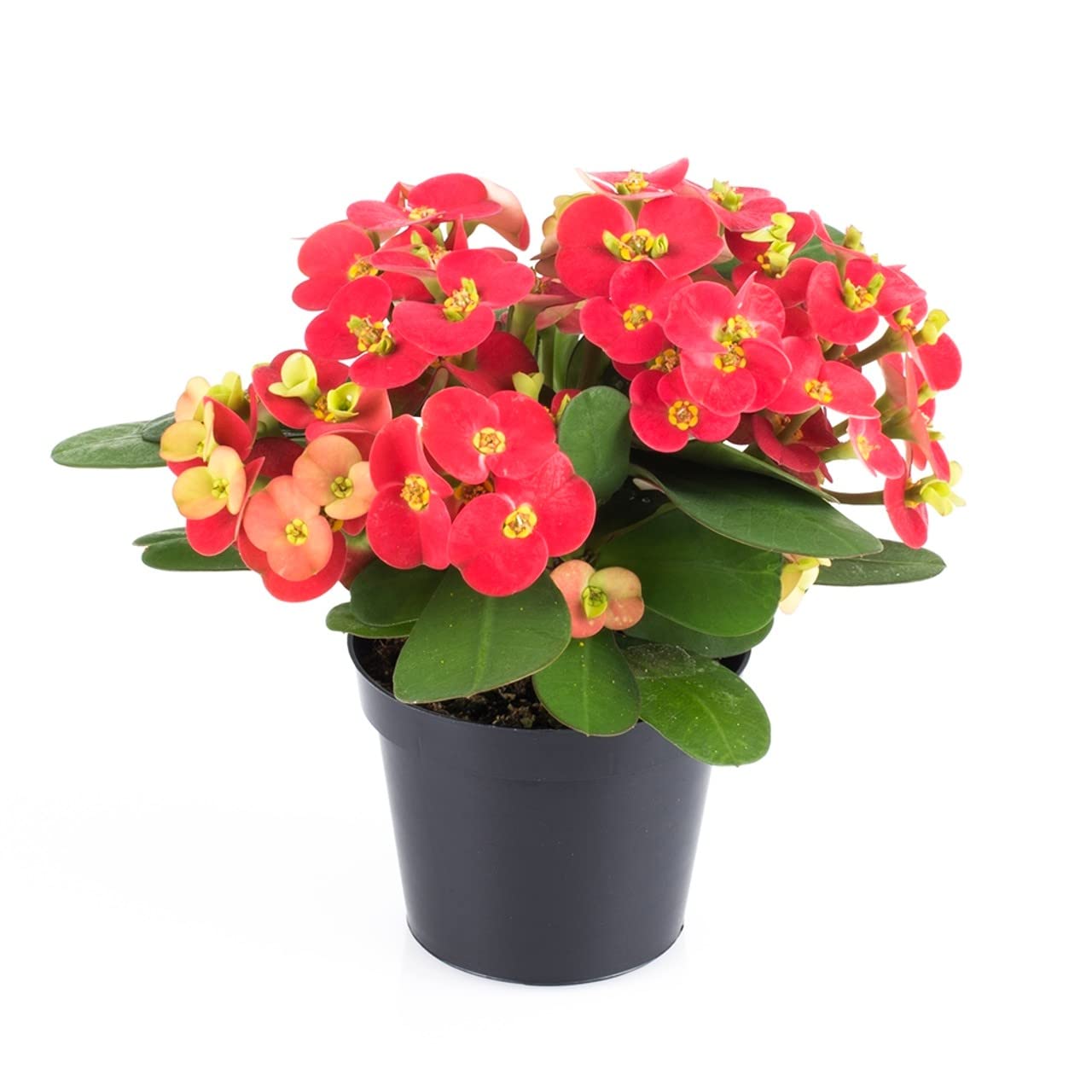 Planta Natural Corona de Cristo Cactus con Flores Rojas