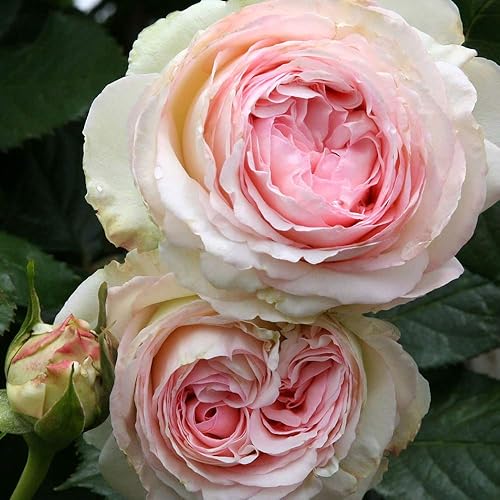 Miniatura 2 de Heirloom Roses Eden Climber Rose Plant - Rosa trepadora, plantas de rosas propias raíces para plantar al aire libre