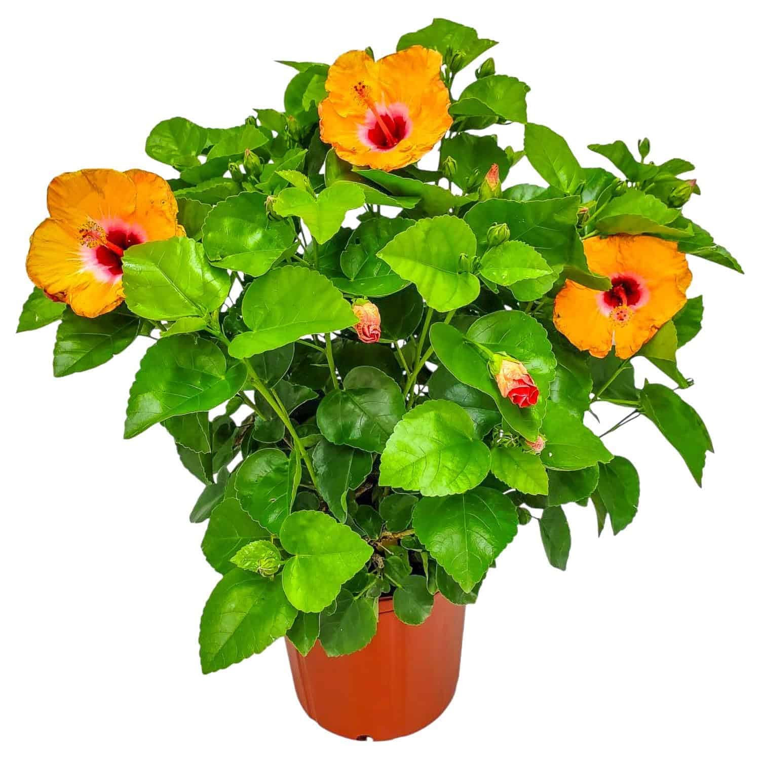 Hibiscus Yoder Dwarf Orange