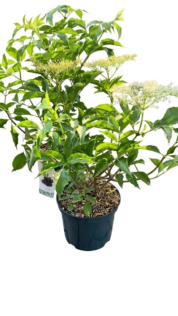 1 Piante di Sambuco (varietà HASCHBERG) - Sambucus Nigra su vaso cm 23 MODIPITRE