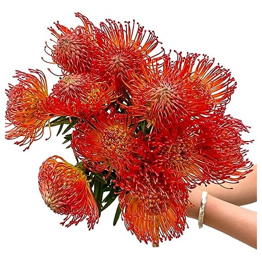Tropical Pincushion Flower for Home Décor