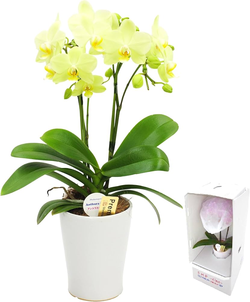 ミディ胡蝶蘭 椎名洋ラン 6種6鉢 2~3本立花付き現品ギフトにも