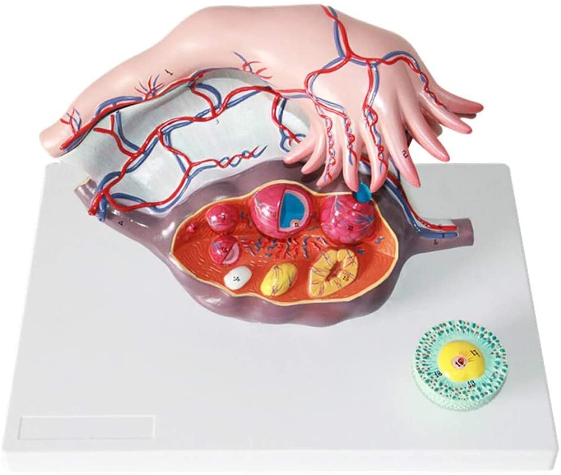Model Badania Anatomii Macicy Model Powiększenia Jajnika Model Skóry I Układu Płciomoczowego Medyczna Pomoc Edukacyjna, Modele Medyczne Materiały Edukacyjne