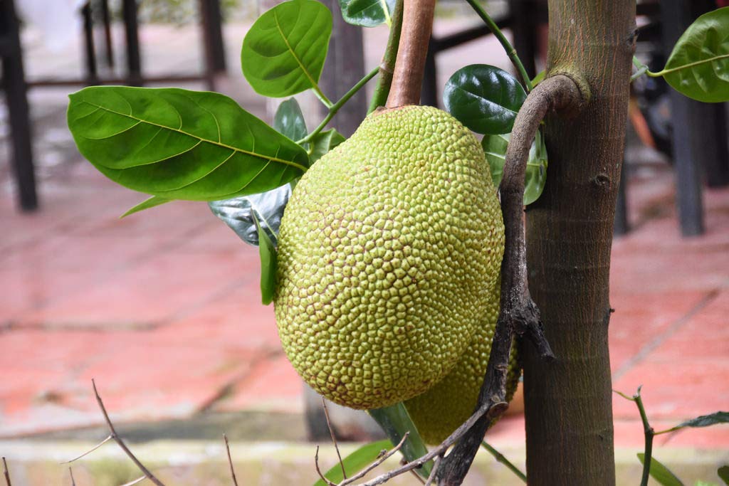See full amazon price history chart for Arlo Gardens High Delicious Jack Fruit Seeds " All Season Jackfruit " 5 Rare Seeds Pack Arlo Gardens High Delicious Jack Fruit Seeds " All Season Jackfruit " 5 Rare Seeds Pack (B07GCY4JM6) Amazon Price History, Amazon Price Tracker
