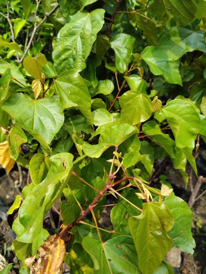 Sindur Plant - Organic Grafted Tree -2
