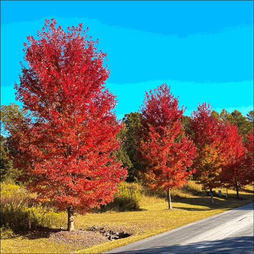 Chuxay Garden 60 Seeds Autumn Blaze Maple Tree,Acer X Freemanii,Freeman Maple Hybrid Fast-Growing Large Deciduous Tree Privacy Screen Suitable For Street #TOP4
