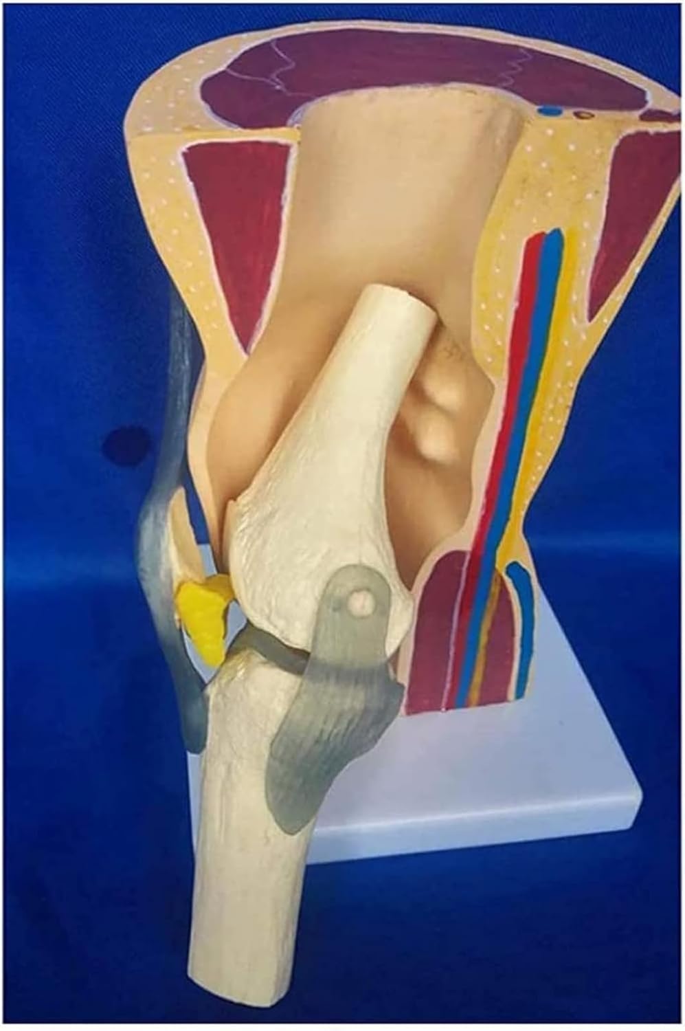 Model stawu kolanowego człowieka – anatomiczny model nauczania w edukacji i szkoleniach w opiece zdrowotnej