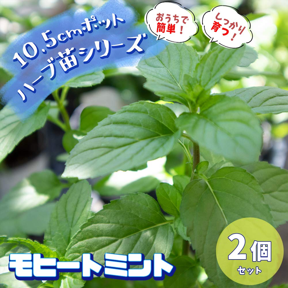 Amazon.co.jp: ITANSE ハーブ苗 モヒートミント(イエルバブエナ